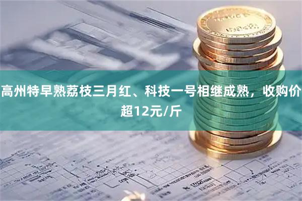 高州特早熟荔枝三月红、科技一号相继成熟，收购价超12元/斤